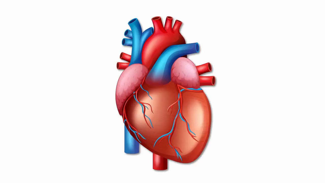 Bradycardie : Quand s'inquiéter vraiment ?