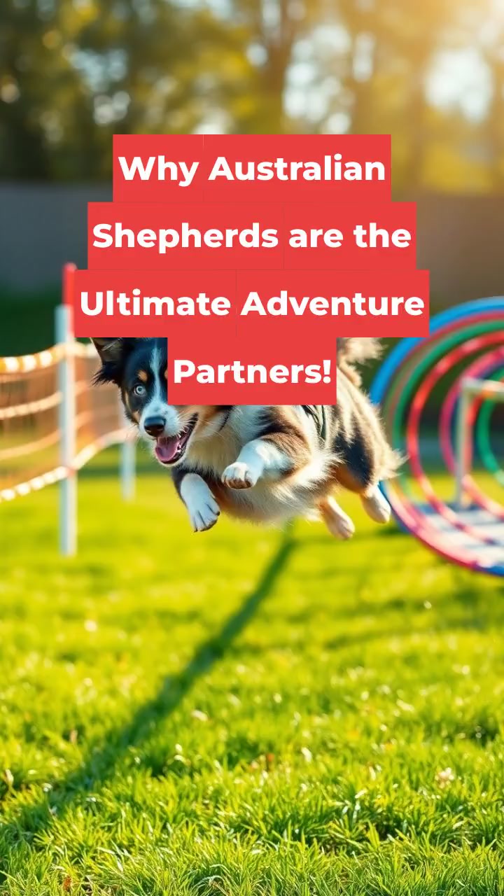 Why Australian Shepherds are the Ultimate Adventure Partners!