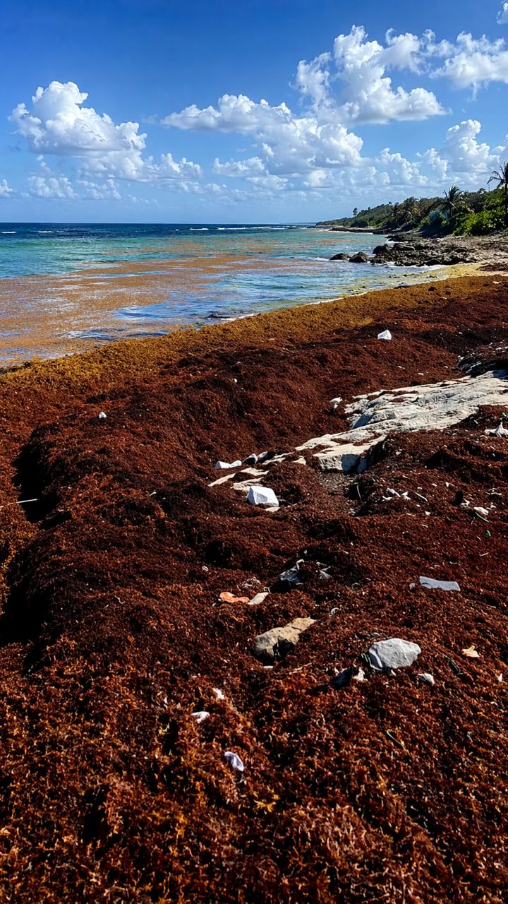 Alerte Sargasses : Les plages des Antilles en danger !