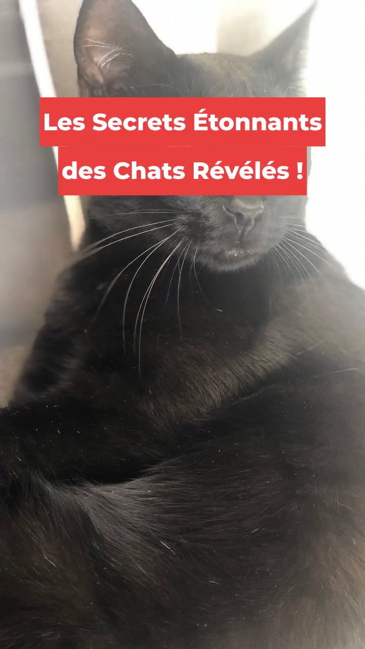Les Secrets Étonnants des Chats Révélés !