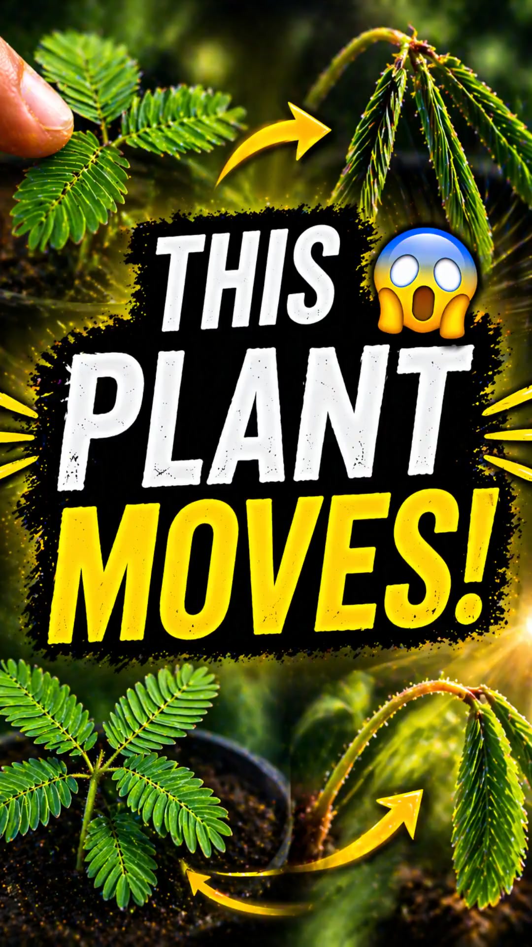 This Plant Moves! Watch the Magic Unfold