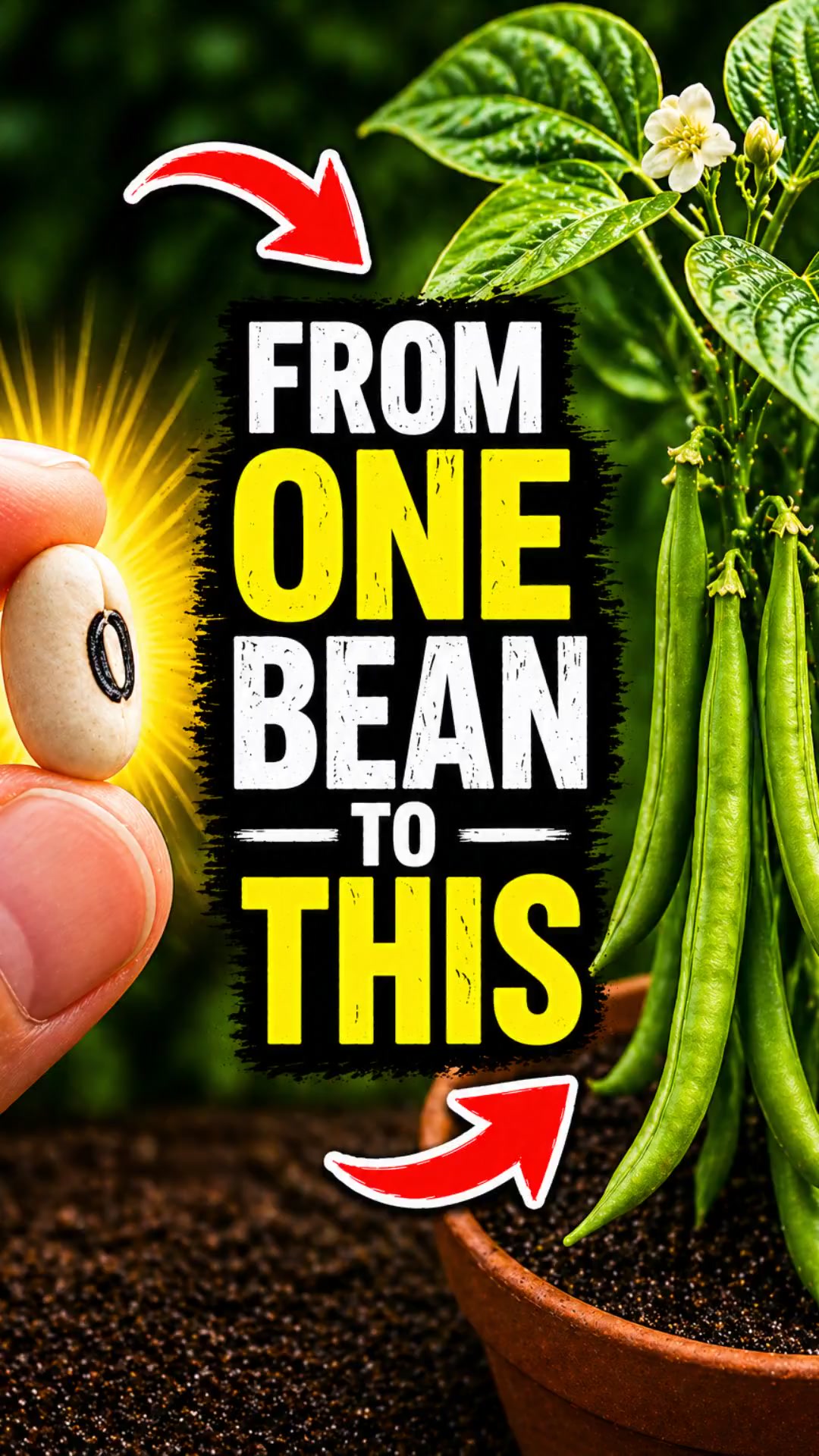 From ONE Bean to THIS… 🌱😳