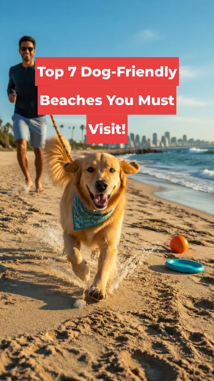 Top 7 Dog-Friendly Beaches You Must Visit!