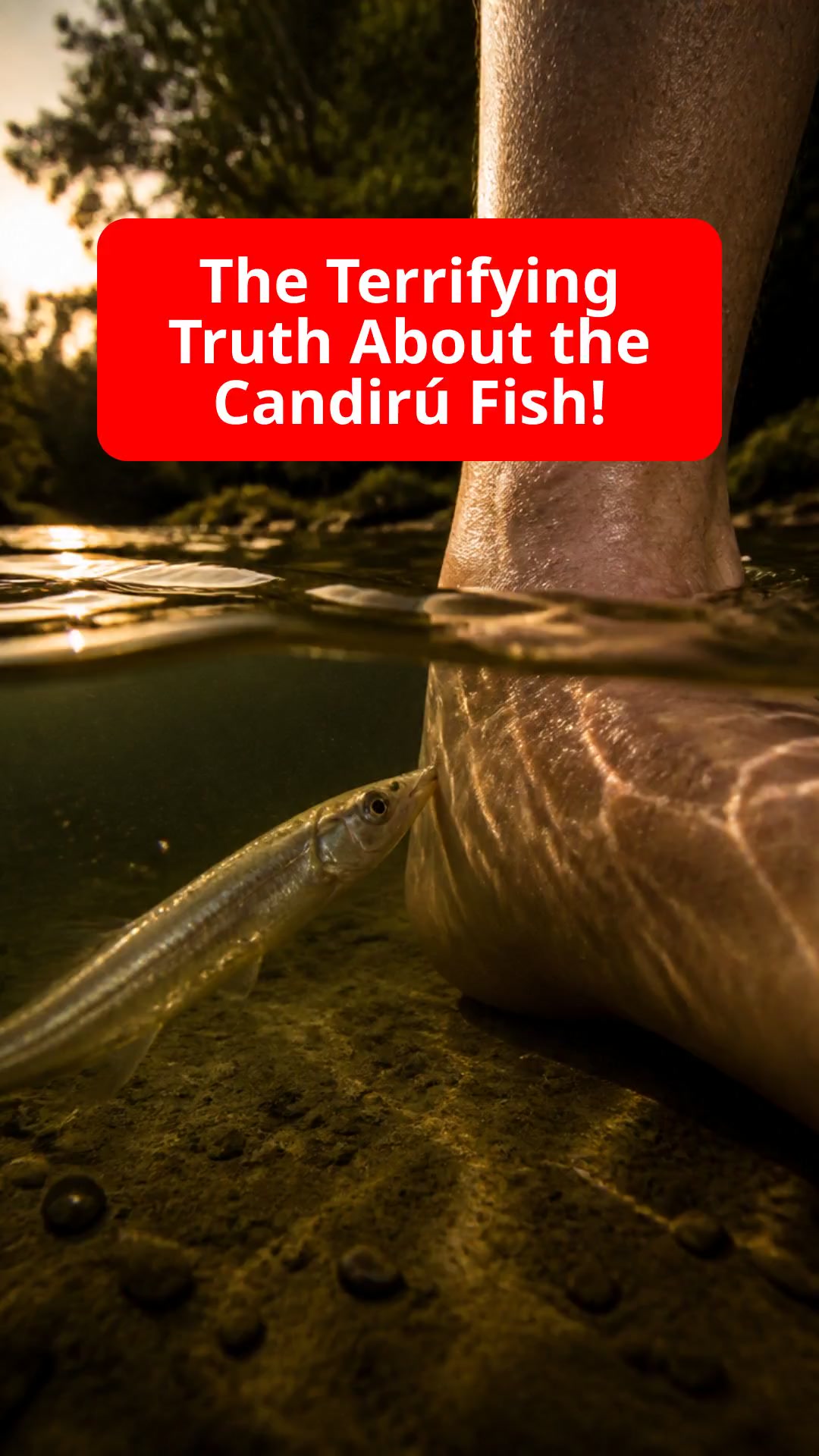 The Terrifying Truth About the Candirú Fish!