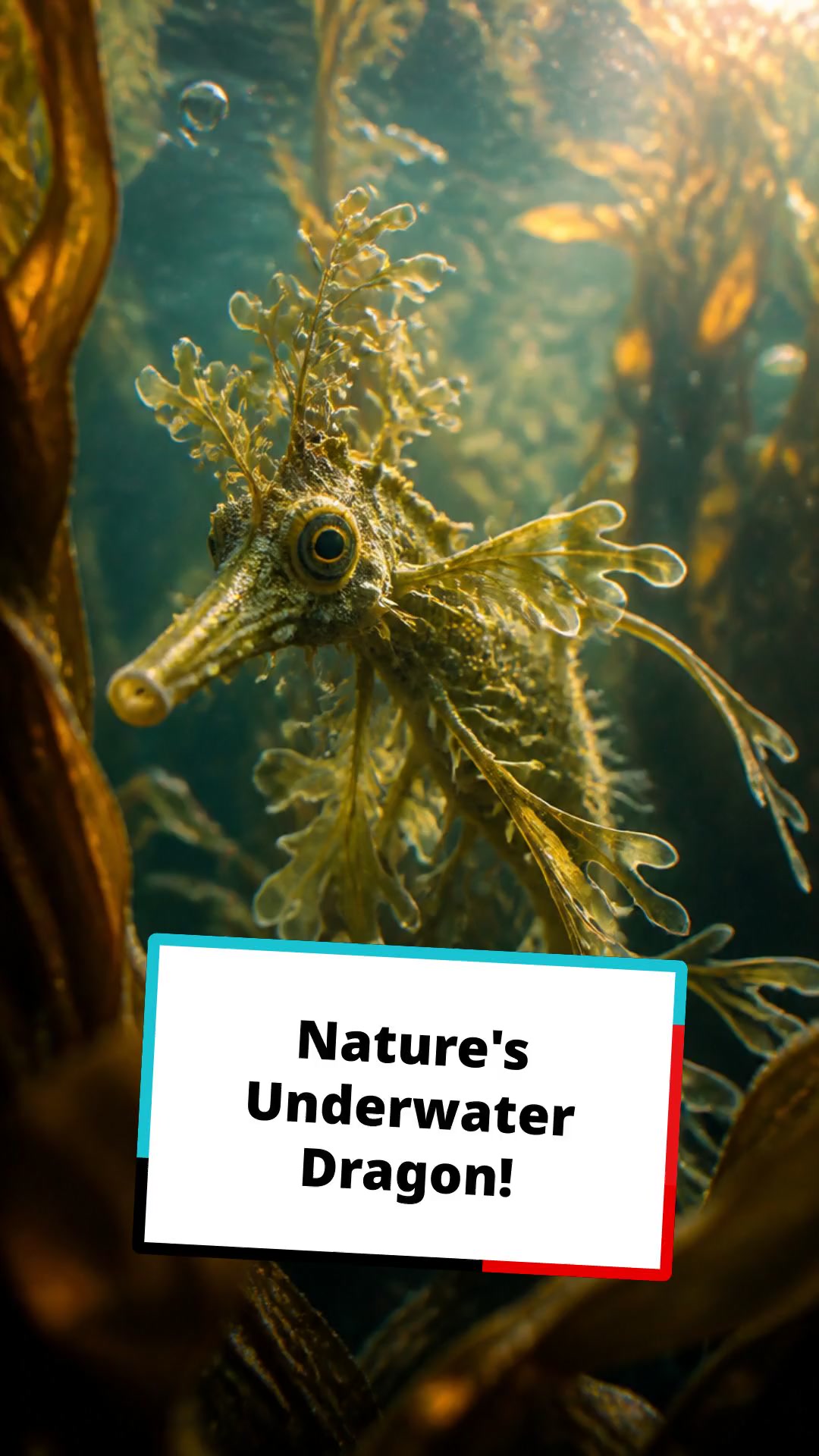 Meet the Leafy Seadragon: Nature's Underwater Dragon!