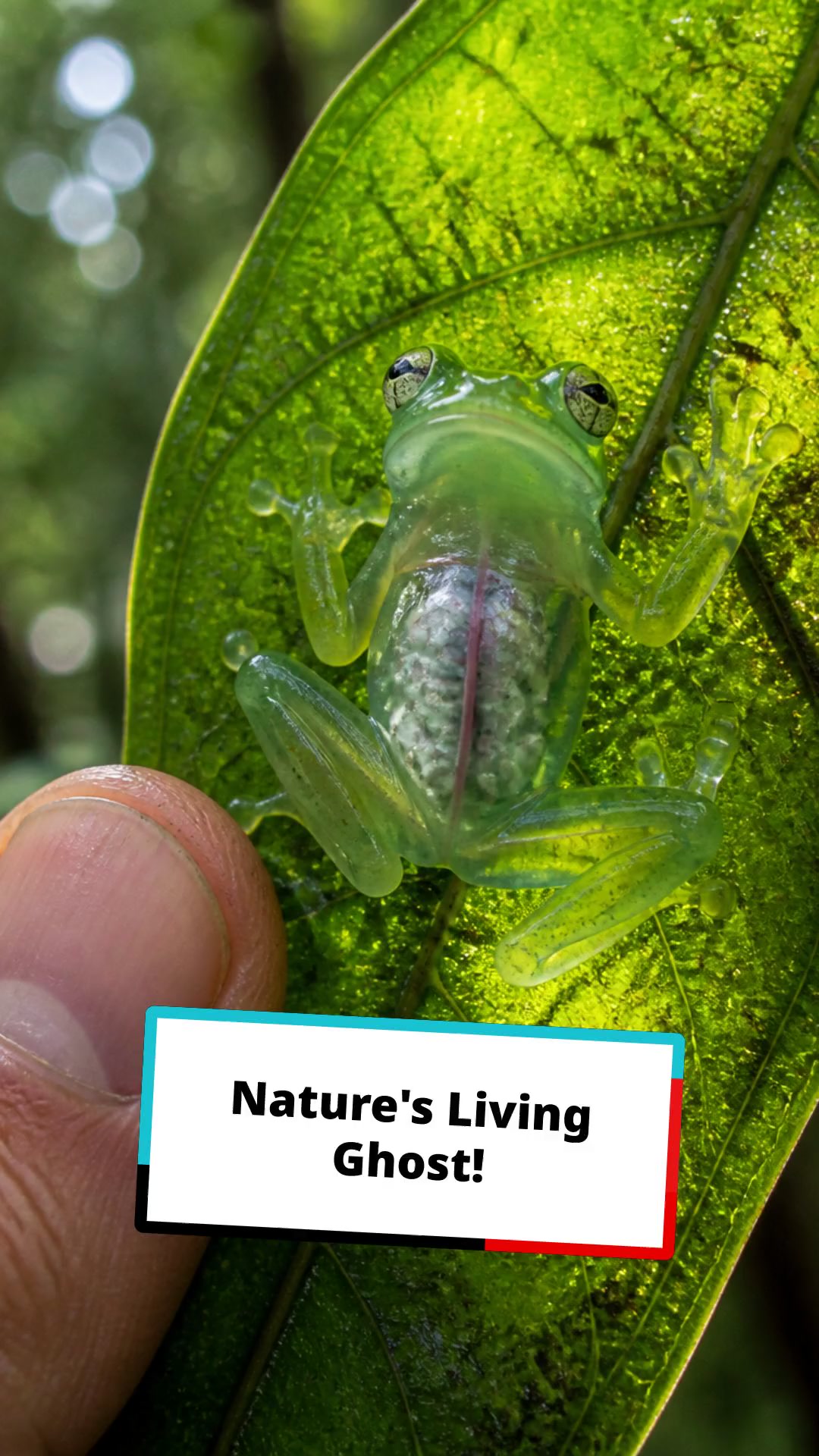 Meet the Incredible Glass Frog: Nature's Living Ghost!