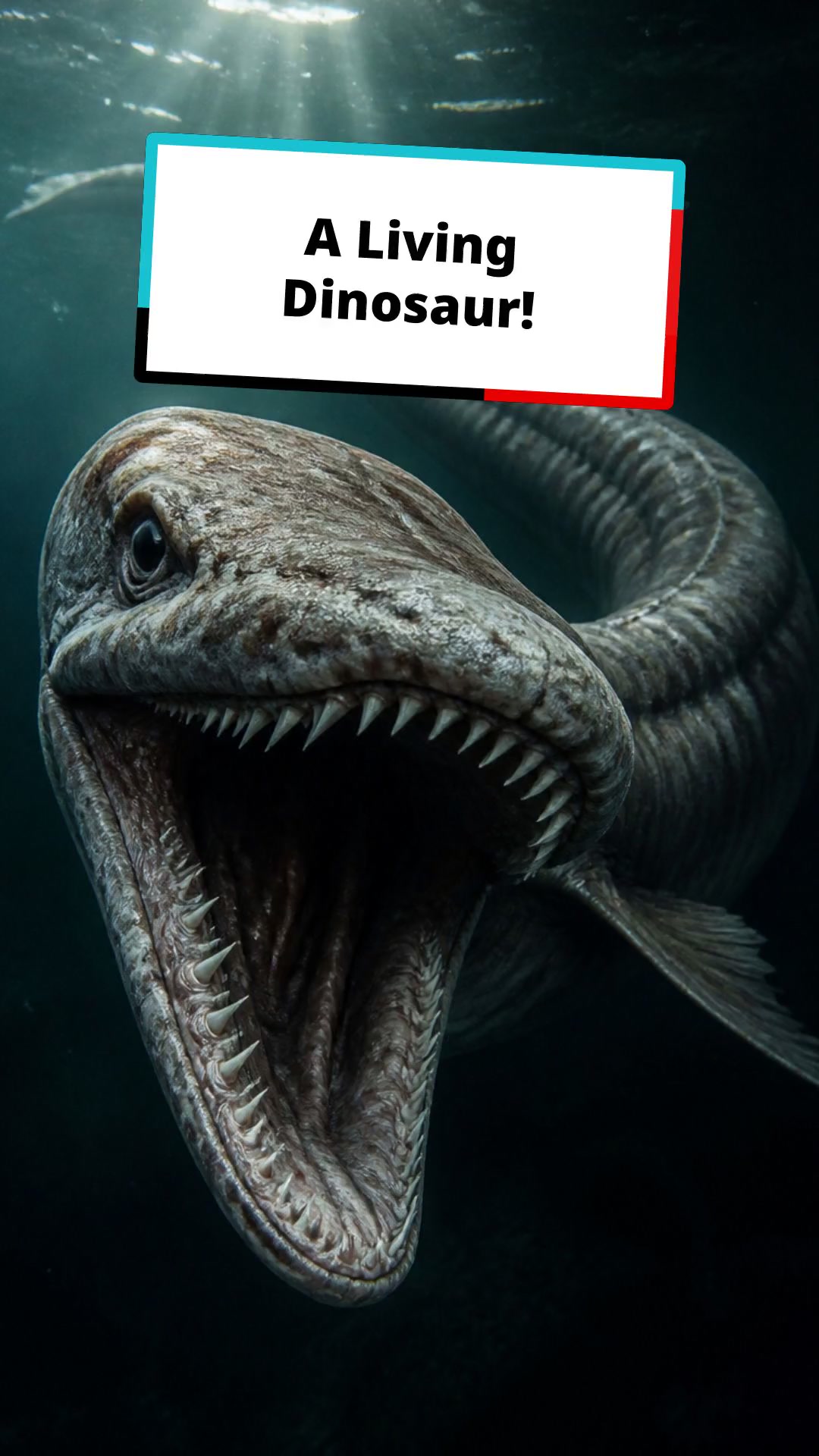Meet the Frilled Shark: A Living Dinosaur!