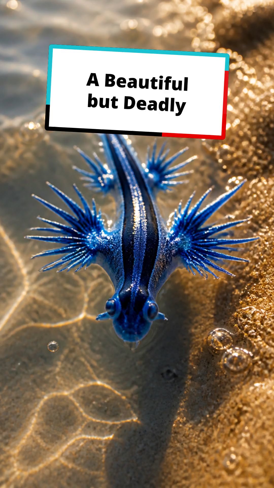 Meet the Blue Dragon: A Beautiful but Deadly Sea Creature!