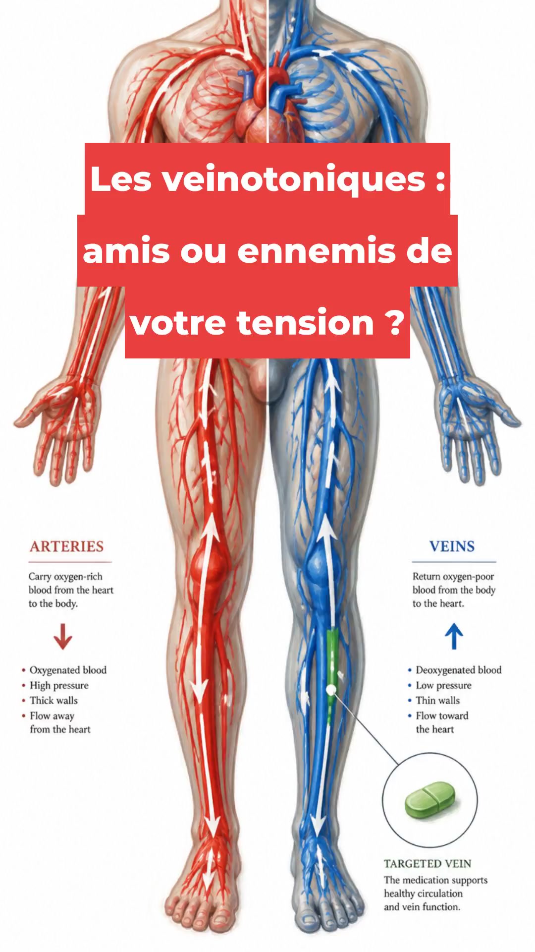 Les veinotoniques : amis ou ennemis de votre tension ?