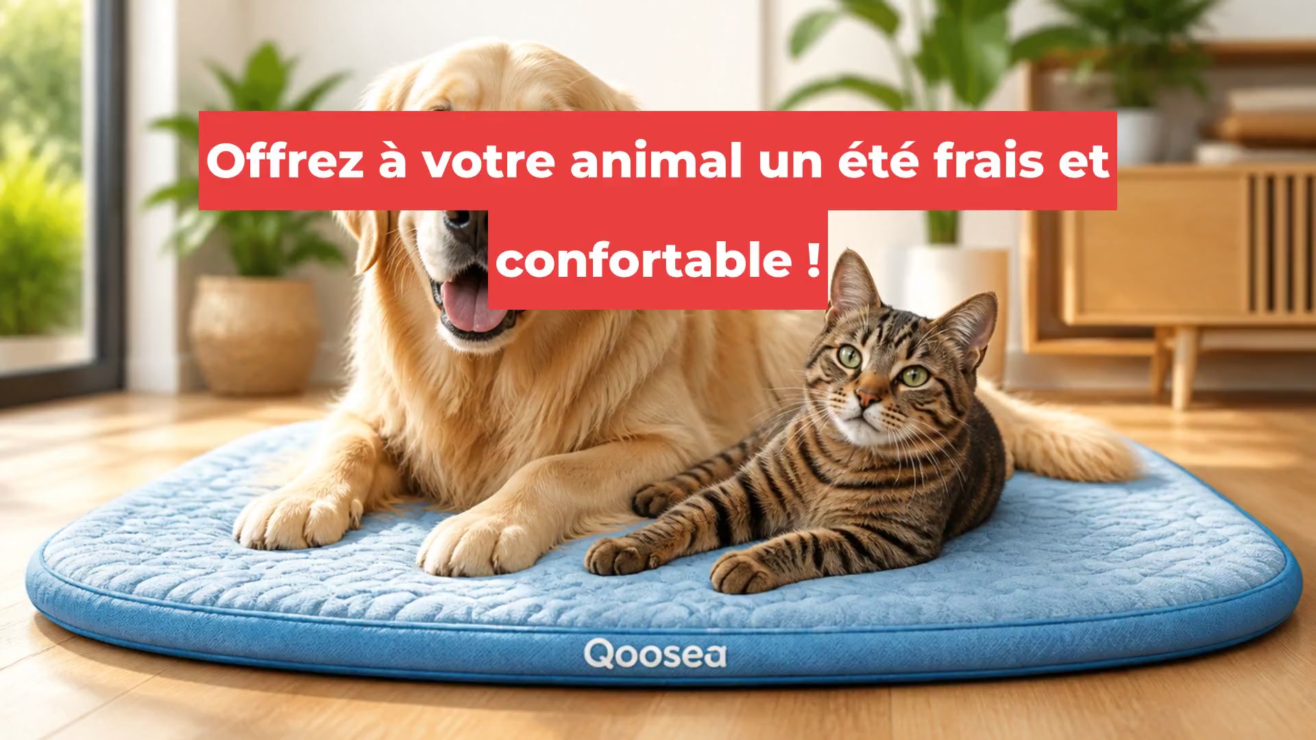 Offrez à votre animal un été frais et confortable !