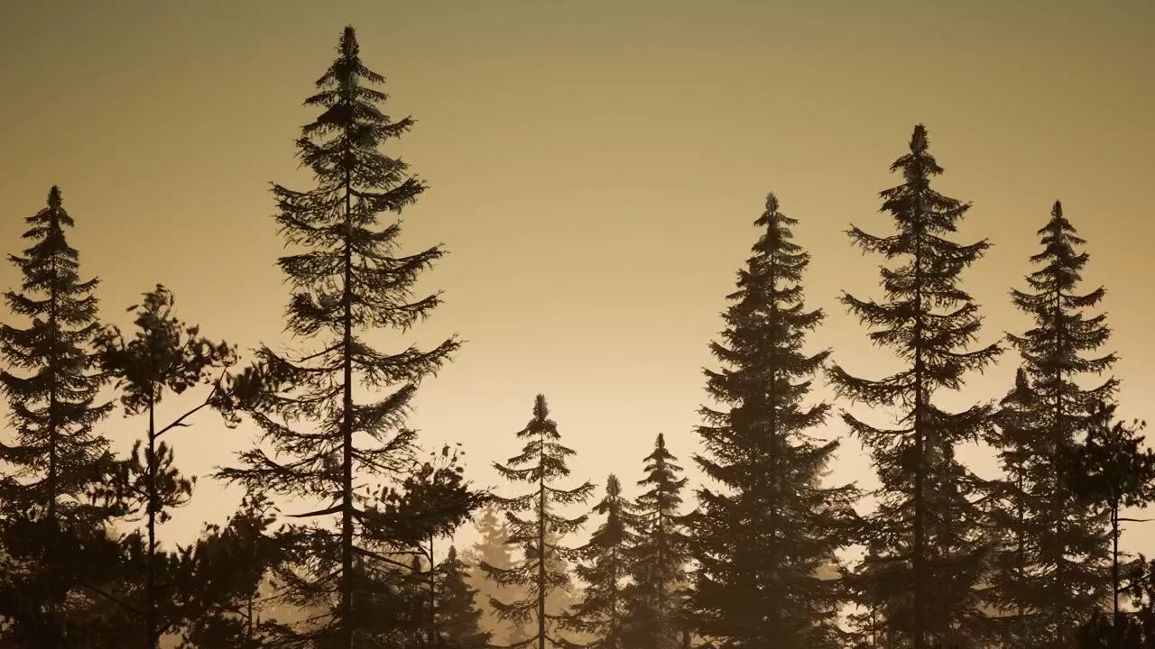 Scomparsi nella Foresta: L'Enigma di Kielder