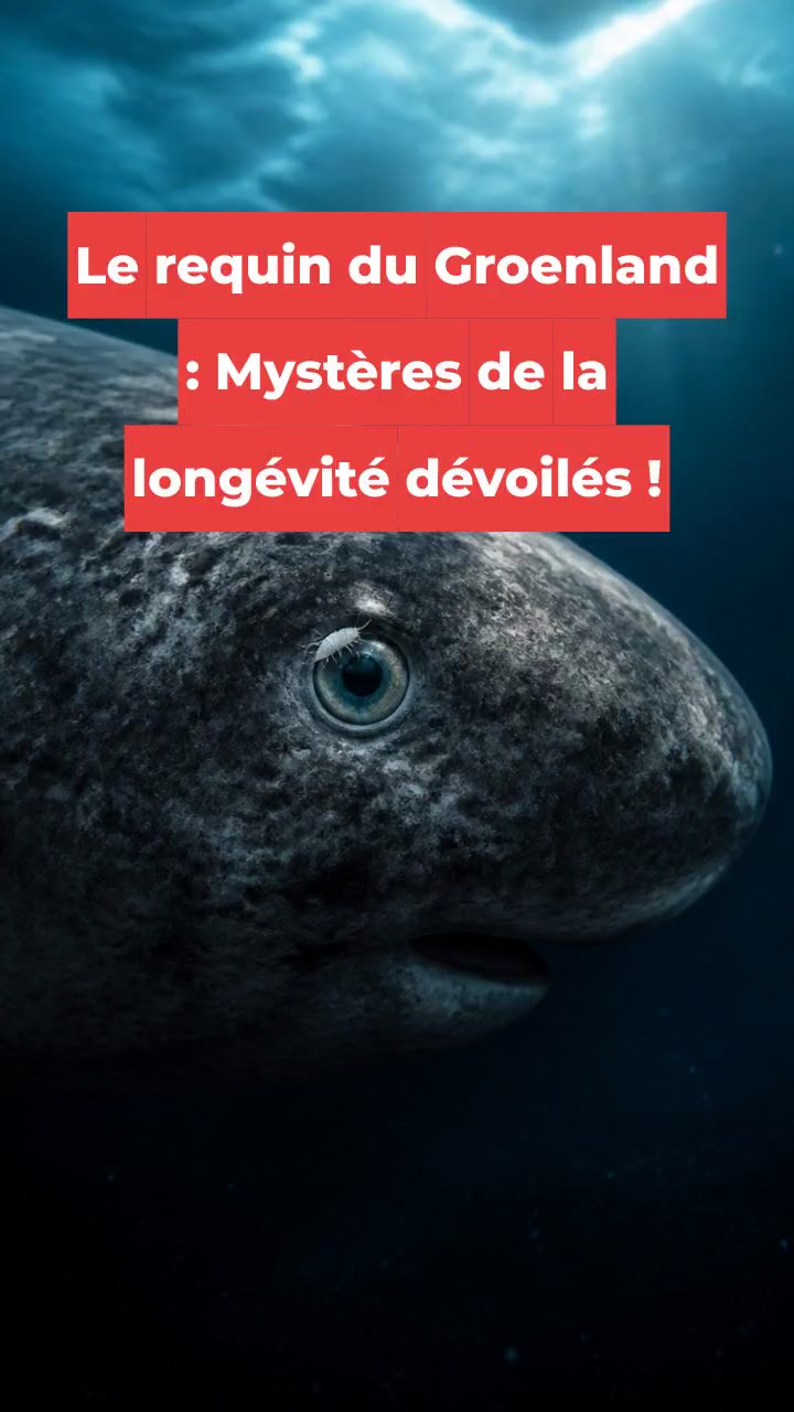 Le requin du Groenland : Mystères de la longévité dévoilés !