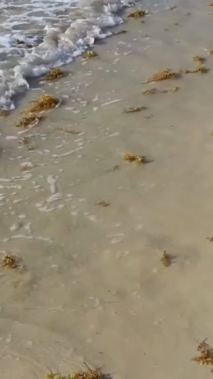 Sargasses en Martinique : une menace grandissante !