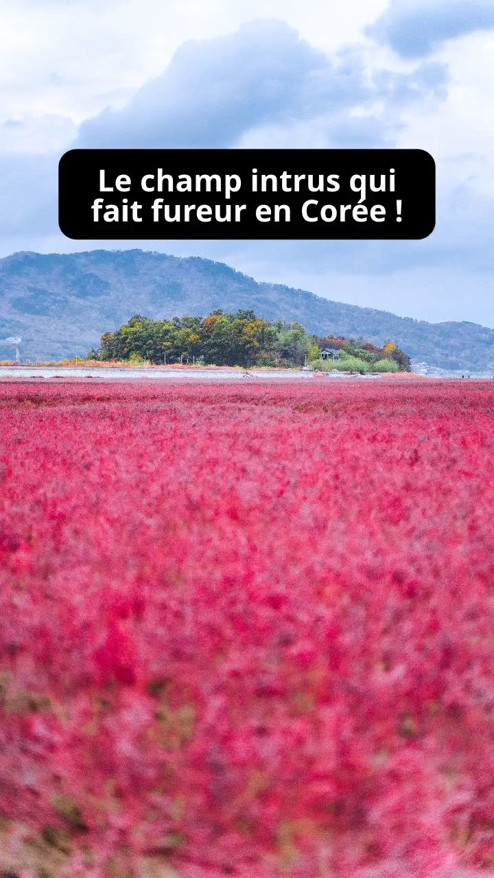 Le champ intrus qui fait fureur en Corée !