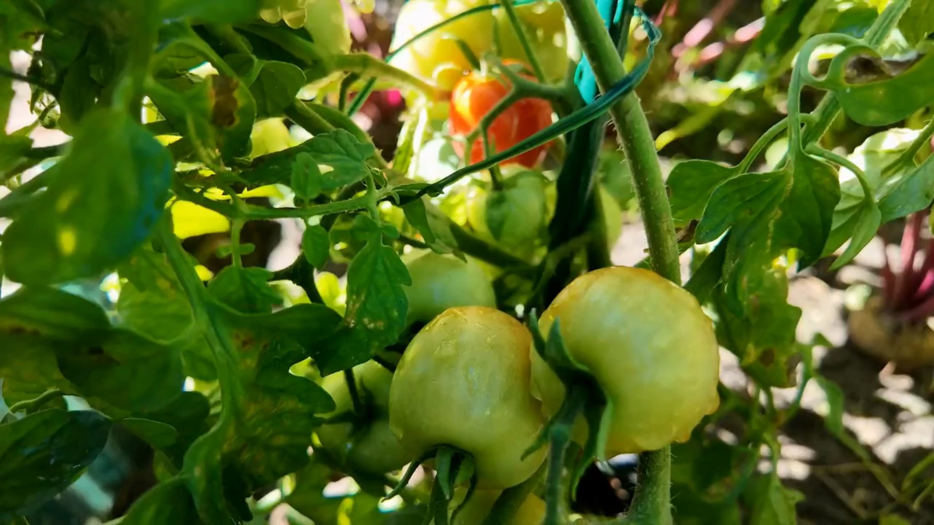 Segreti per un raccolto di pomodori straordinario!