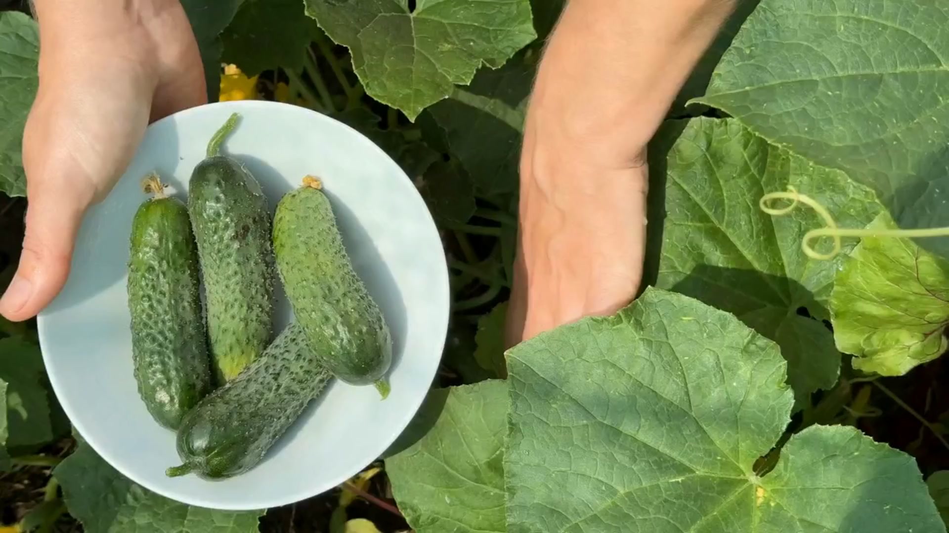 5 Segreti per Coltivare Cetrioli come un Pro!