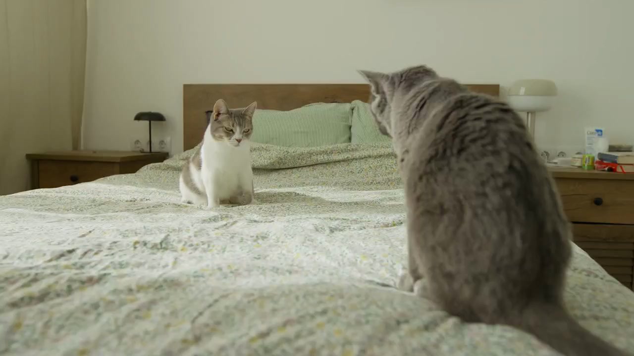 Décodez le langage secret de votre chat !