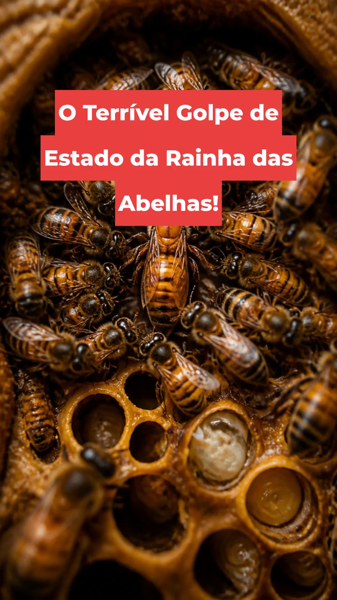 O Terrível Golpe de Estado da Rainha das Abelhas!