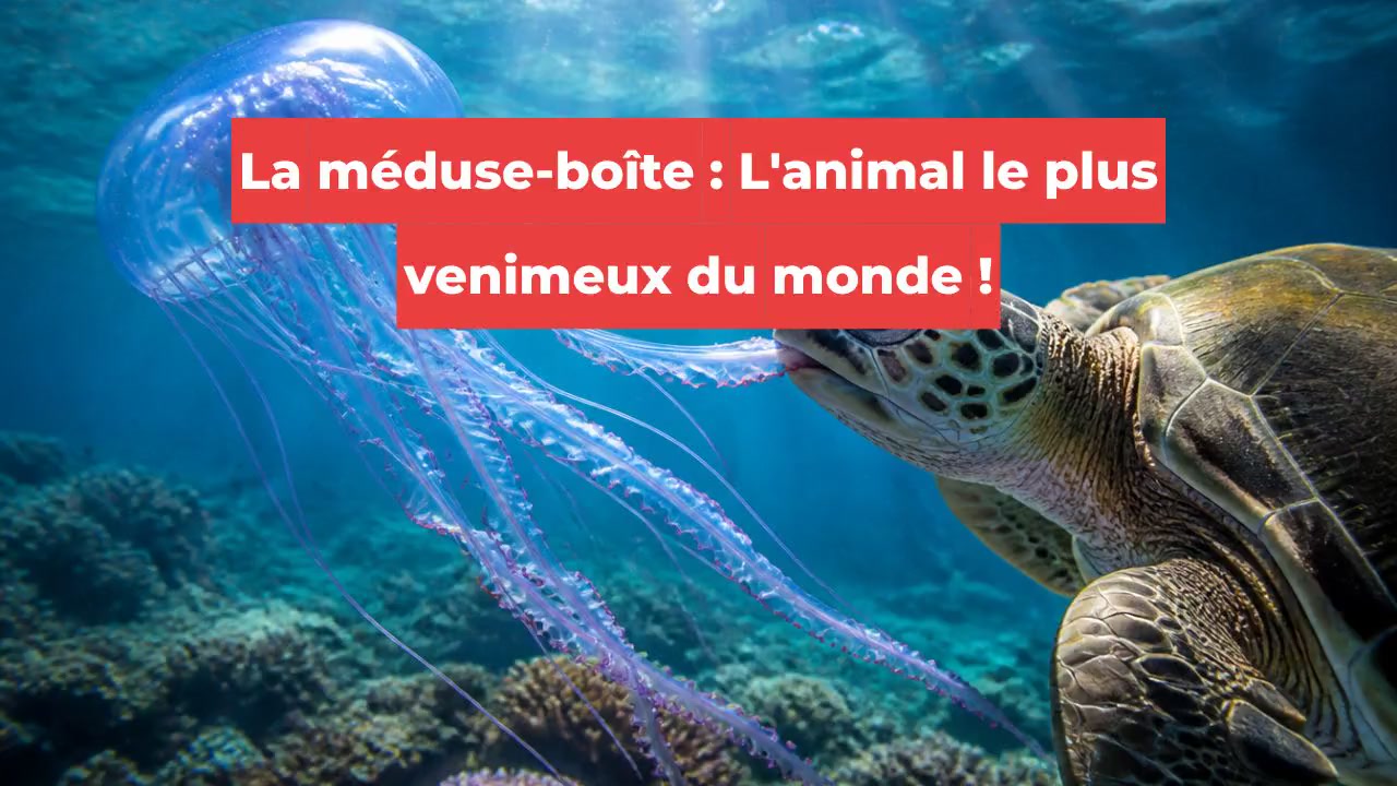 La méduse-boîte : L'animal le plus venimeux du monde !
