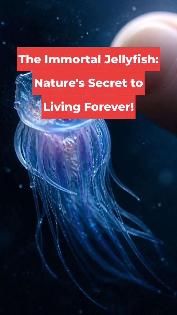 The Immortal Jellyfish: Nature's Secret to Living Forever!