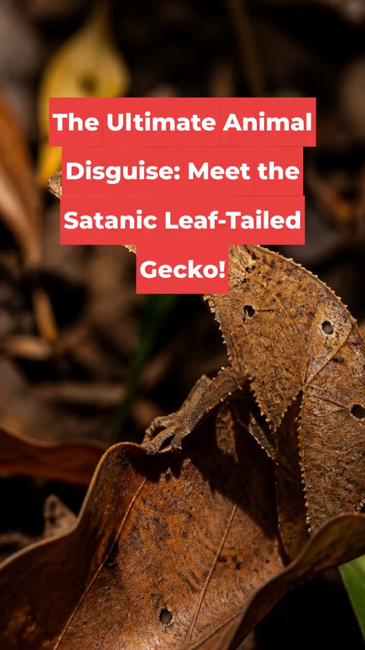 The Ultimate Animal Disguise: Meet the Satanic Leaf-Tailed Gecko!