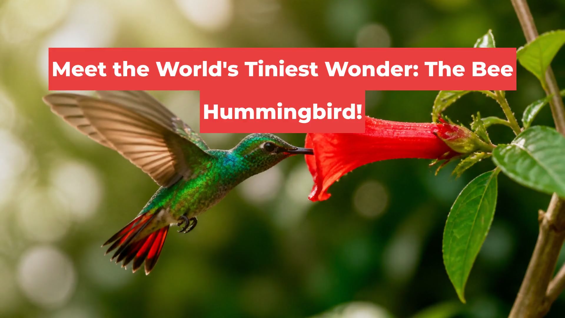 Meet the World's Tiniest Wonder: The Bee Hummingbird!