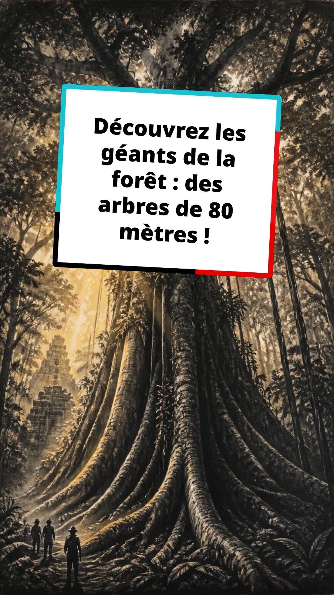 Découvrez les géants de la forêt : des arbres de 80 mètres !