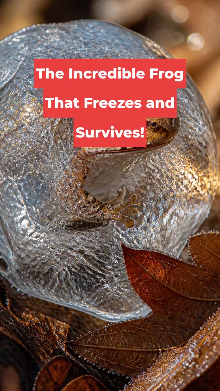 The Incredible Frog That Freezes and Survives!