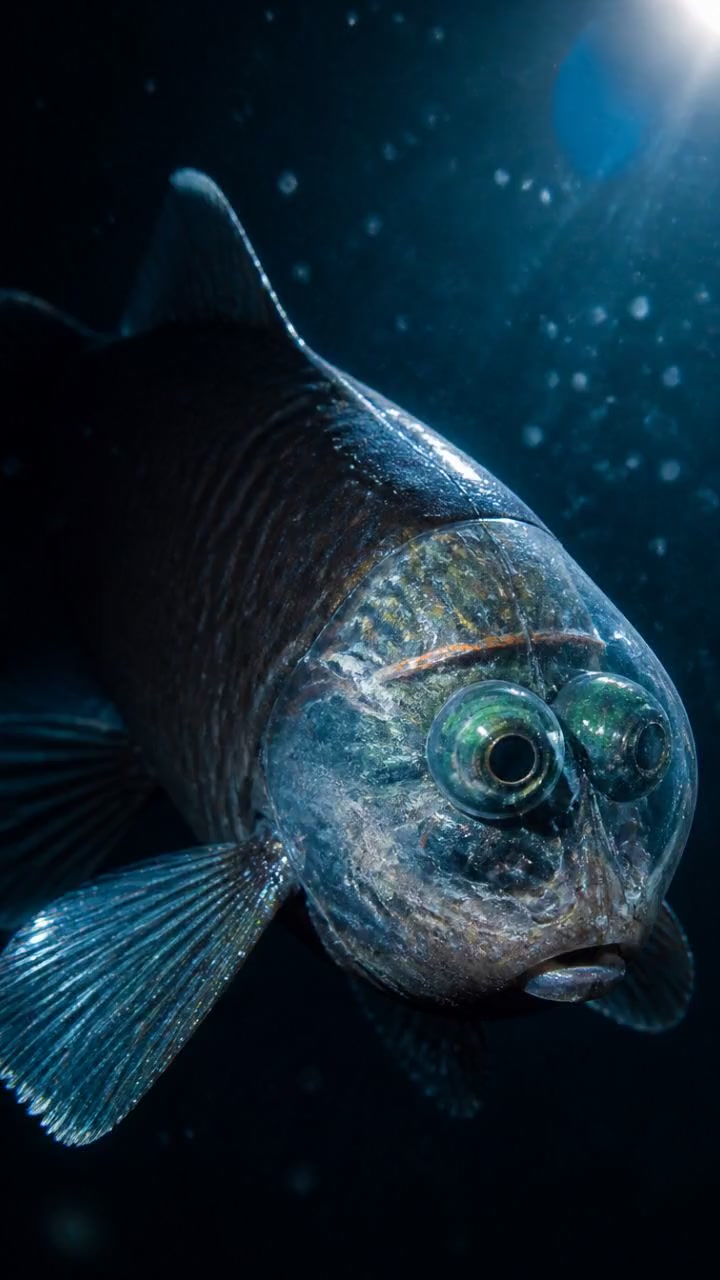 Scientists Found a Creature That Shouldn’t Exist!