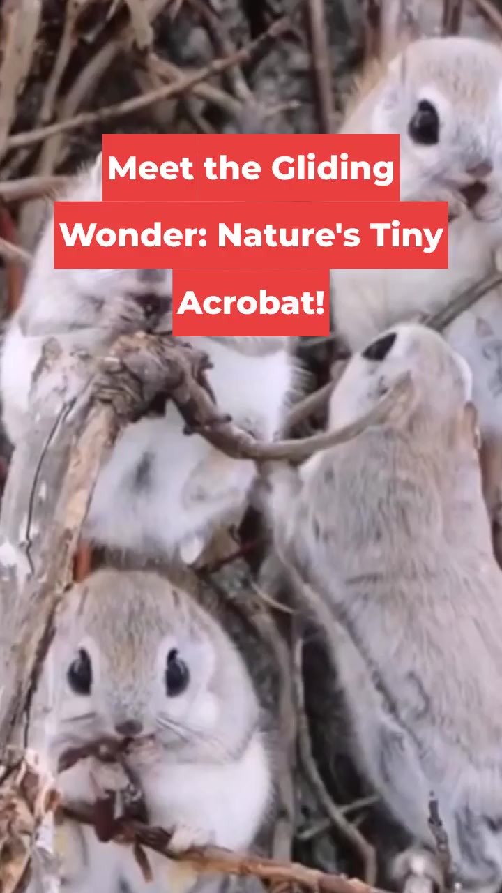 Meet the Gliding Wonder: Nature's Tiny Acrobat!