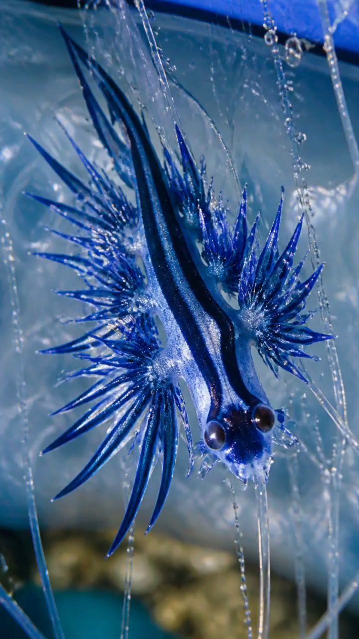 The Real Dragon of the Sea!