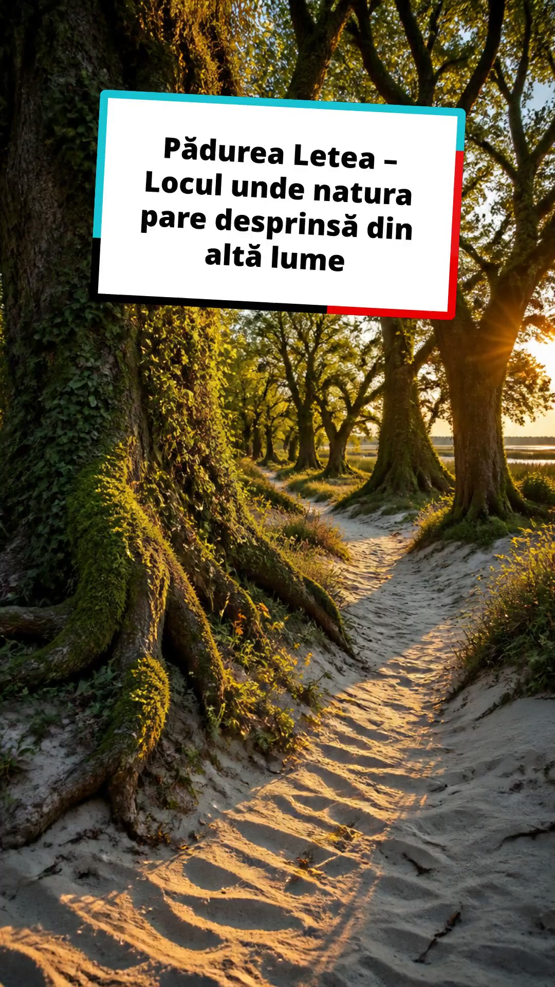 Descoperă magia Pădurii Letea!