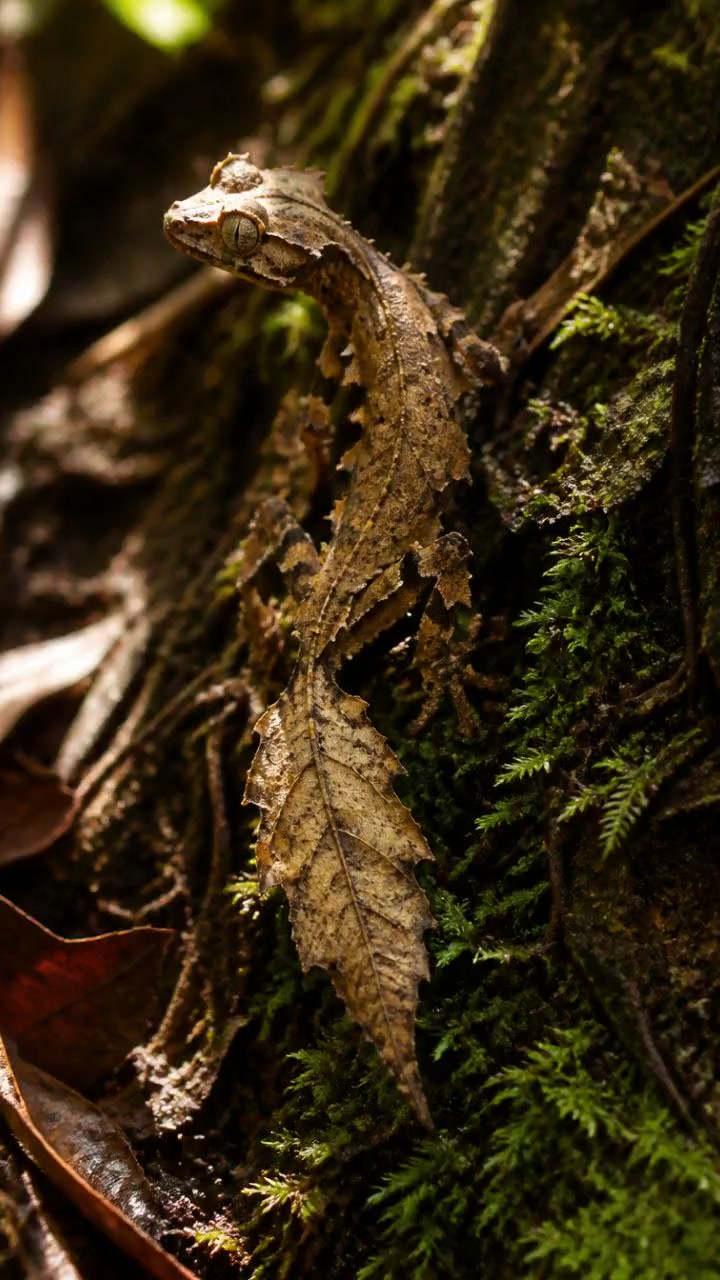 This lizard looks like a leaf!