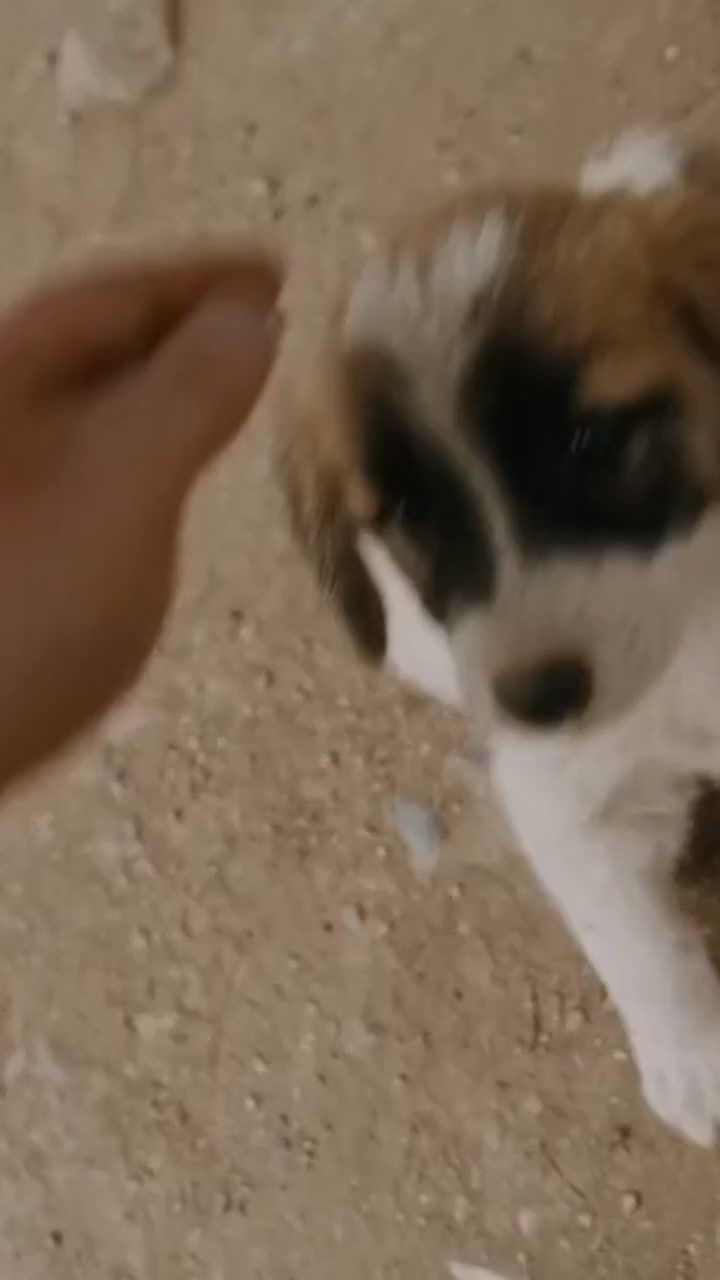 Il coraggio di un giovane: giustizia per il cucciolo!