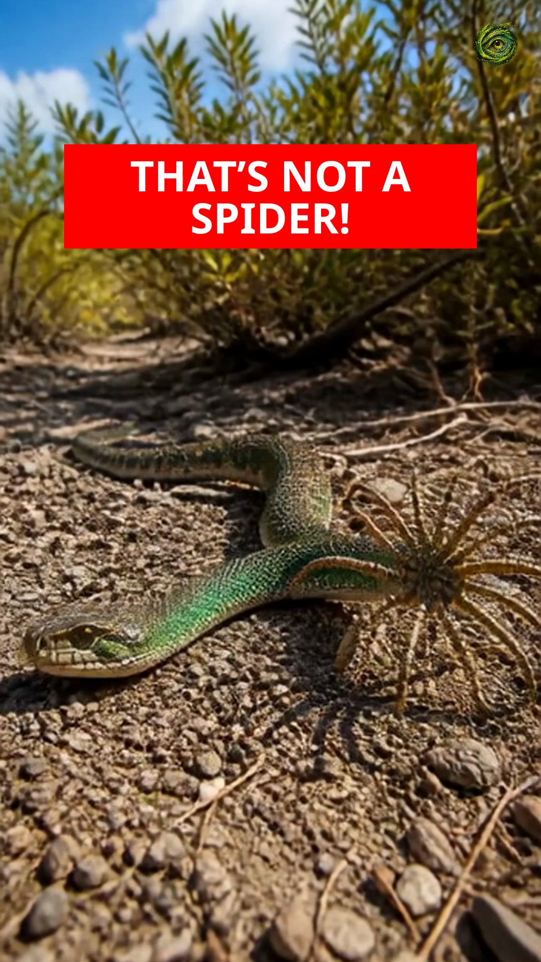 This Snake Has a SPIDER for a Tail!