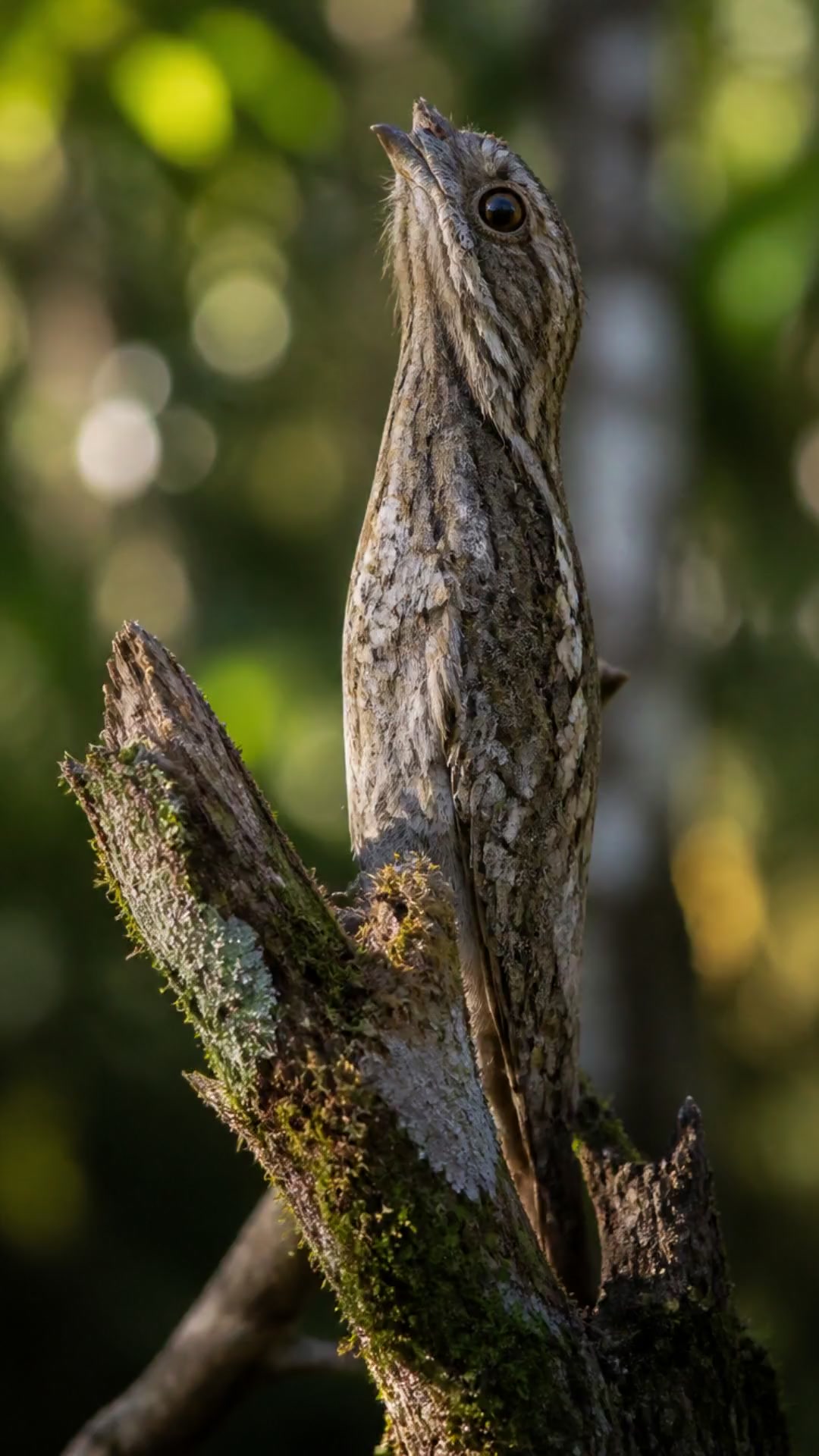 This Bird Turns Itself Into a TREE!