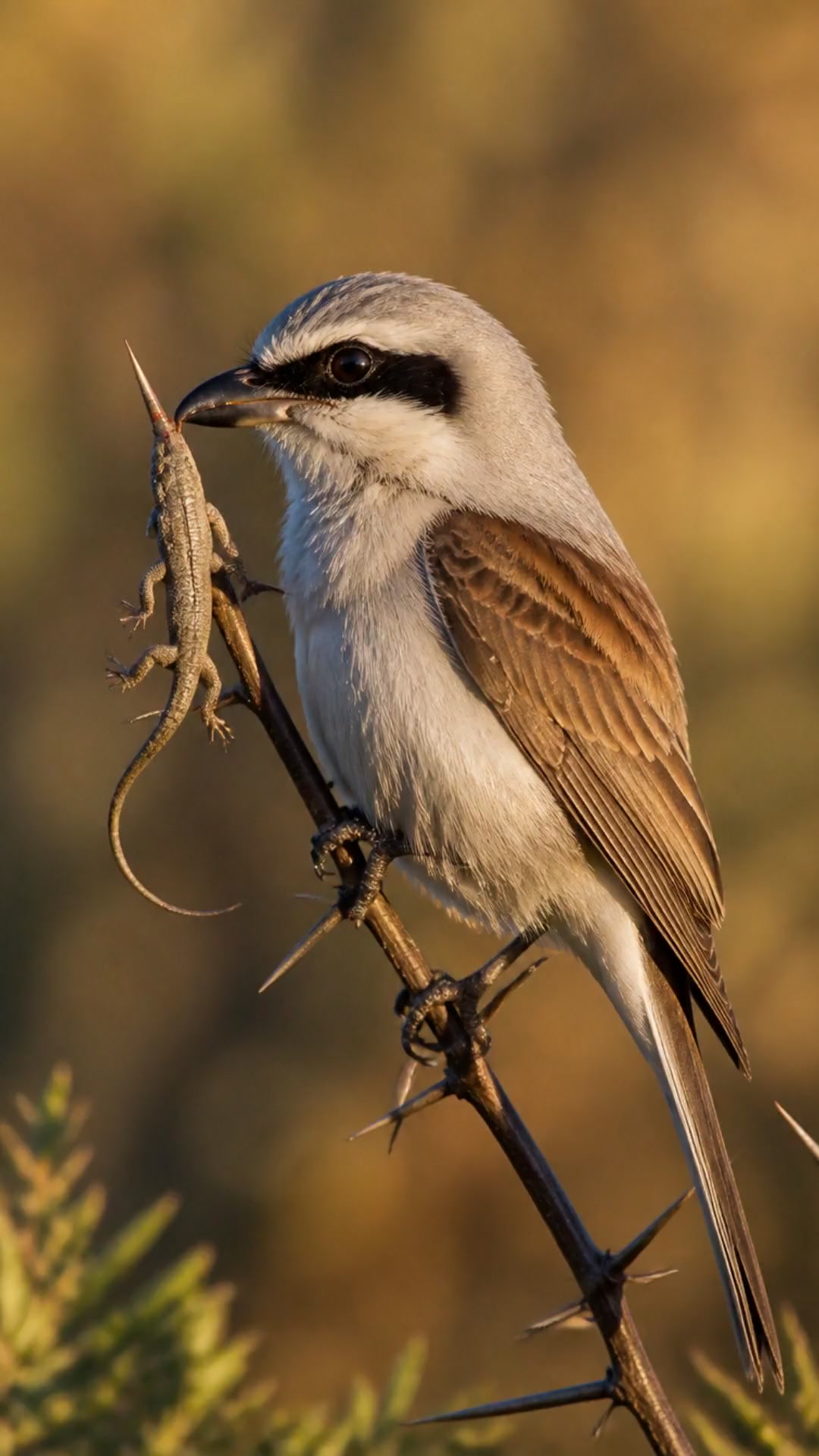 This Cute Bird Has a TERRIFYING Secret!