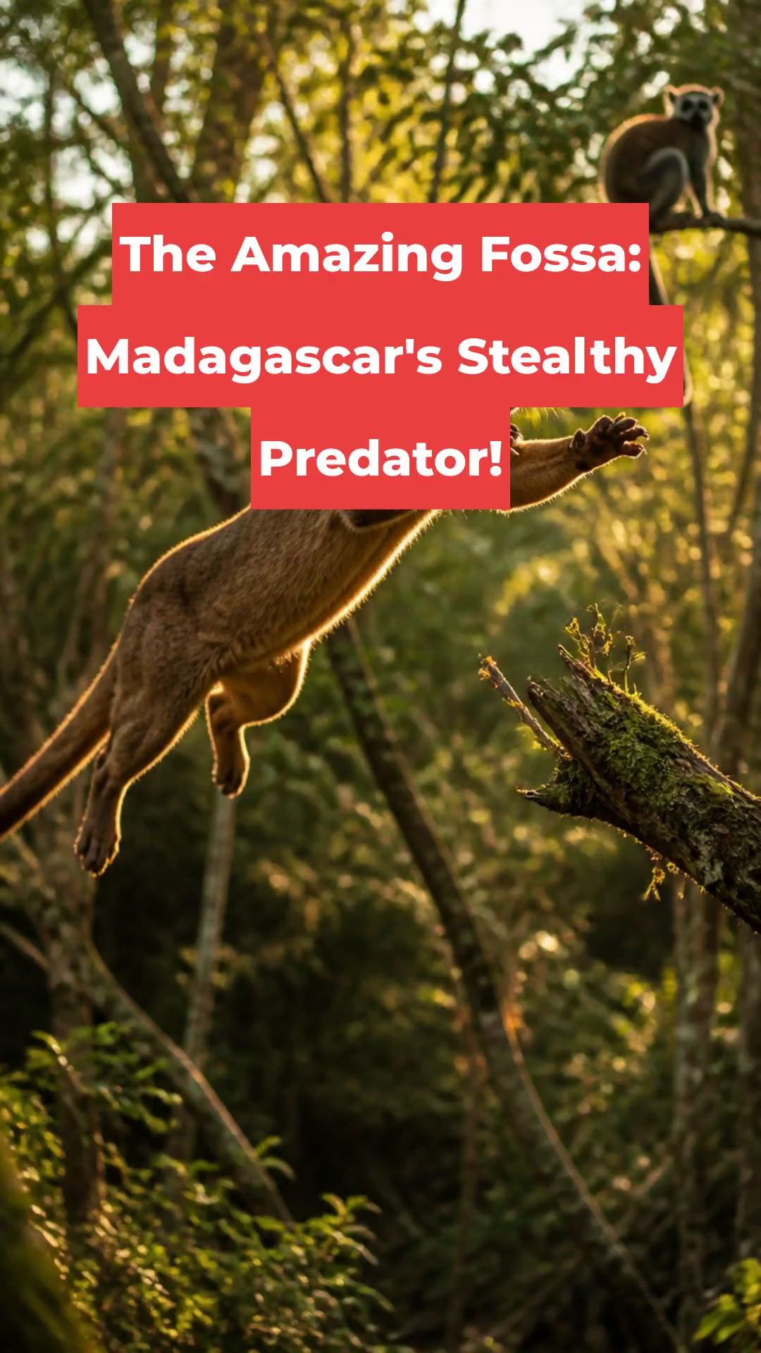 The Amazing Fossa: Madagascar's Stealthy Predator!