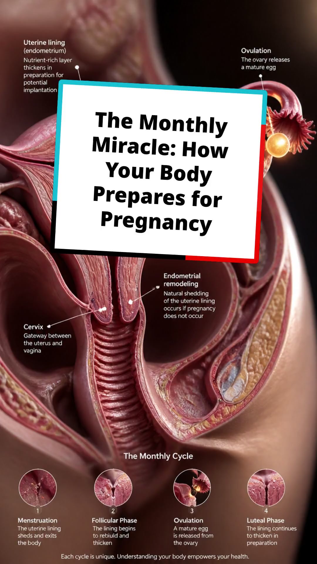 The Monthly Miracle: How Your Body Prepares for Pregnancy