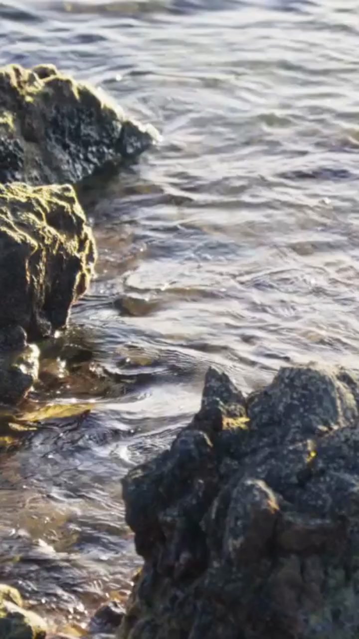 The Horseshoe Crab: A Living Fossil's Hidden Secrets!