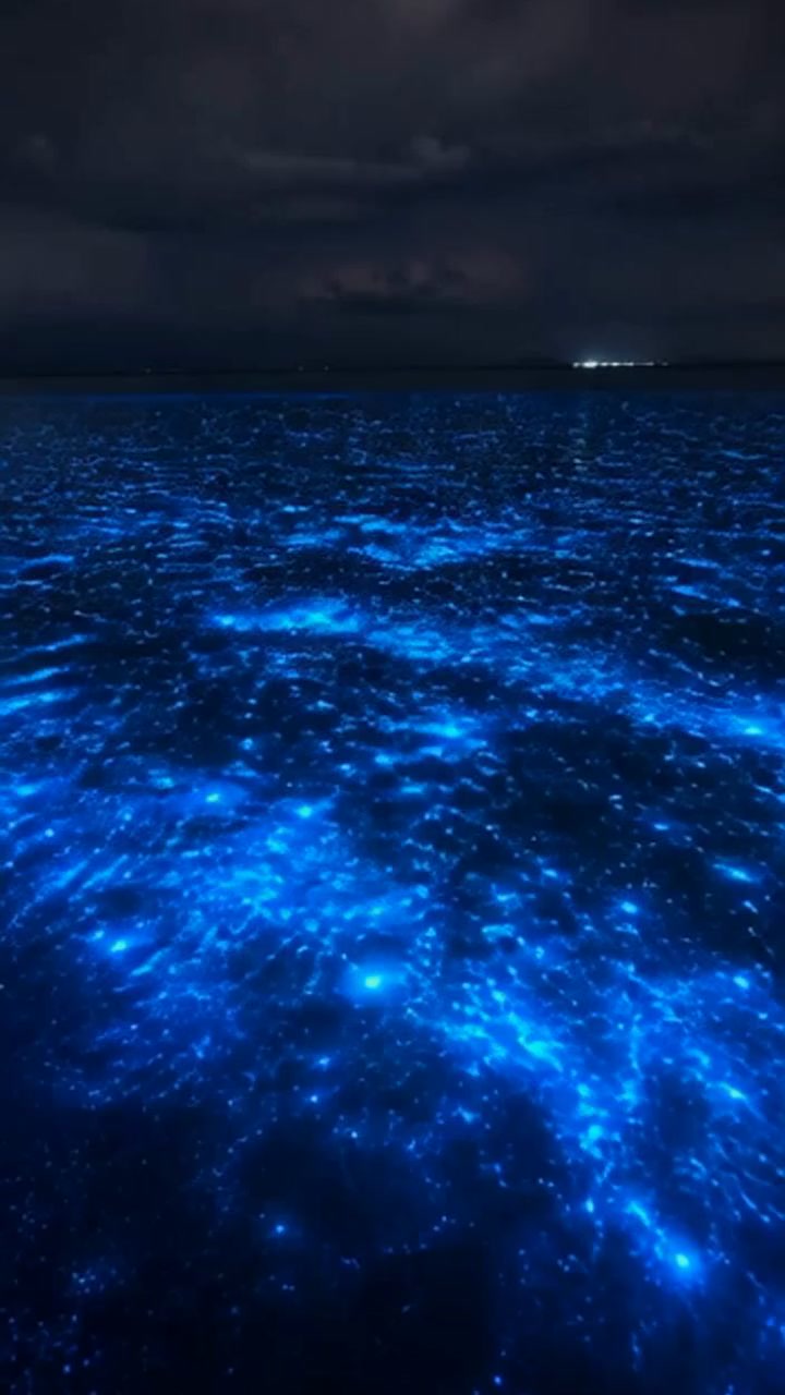 The Magical Sea of Stars in the Maldives!