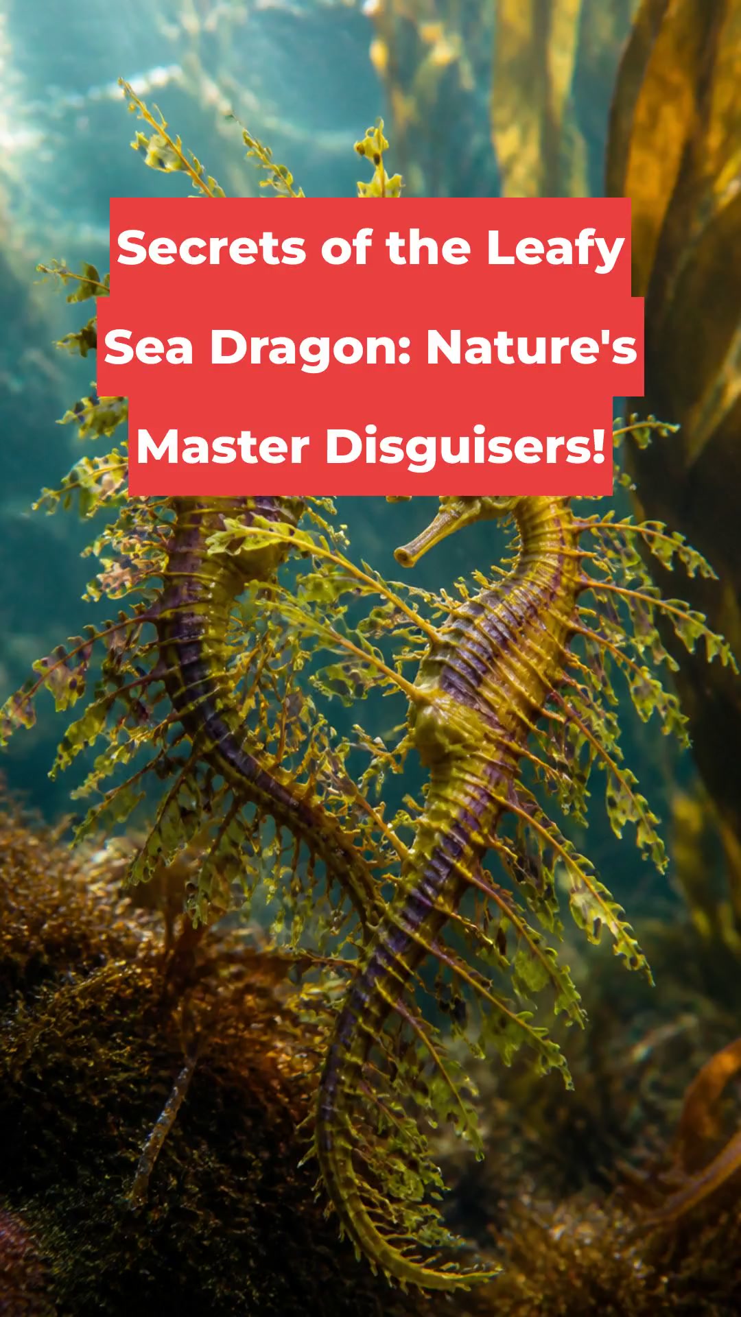 Secrets of the Leafy Sea Dragon: Nature's Master Disguisers!