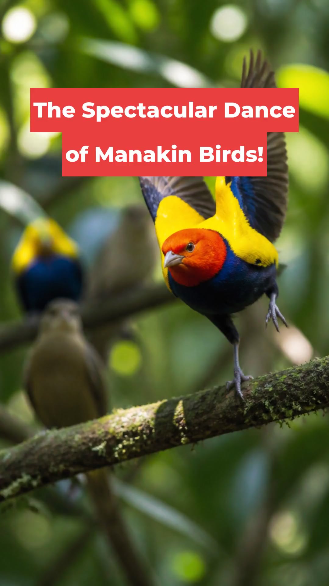 The Spectacular Dance of Manakin Birds!