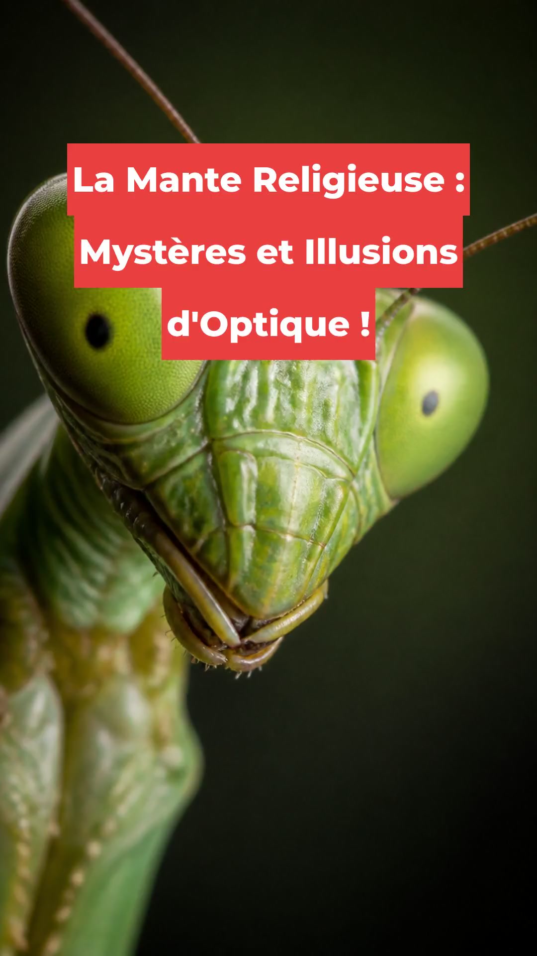 La Mante Religieuse : Mystères et Illusions d'Optique !