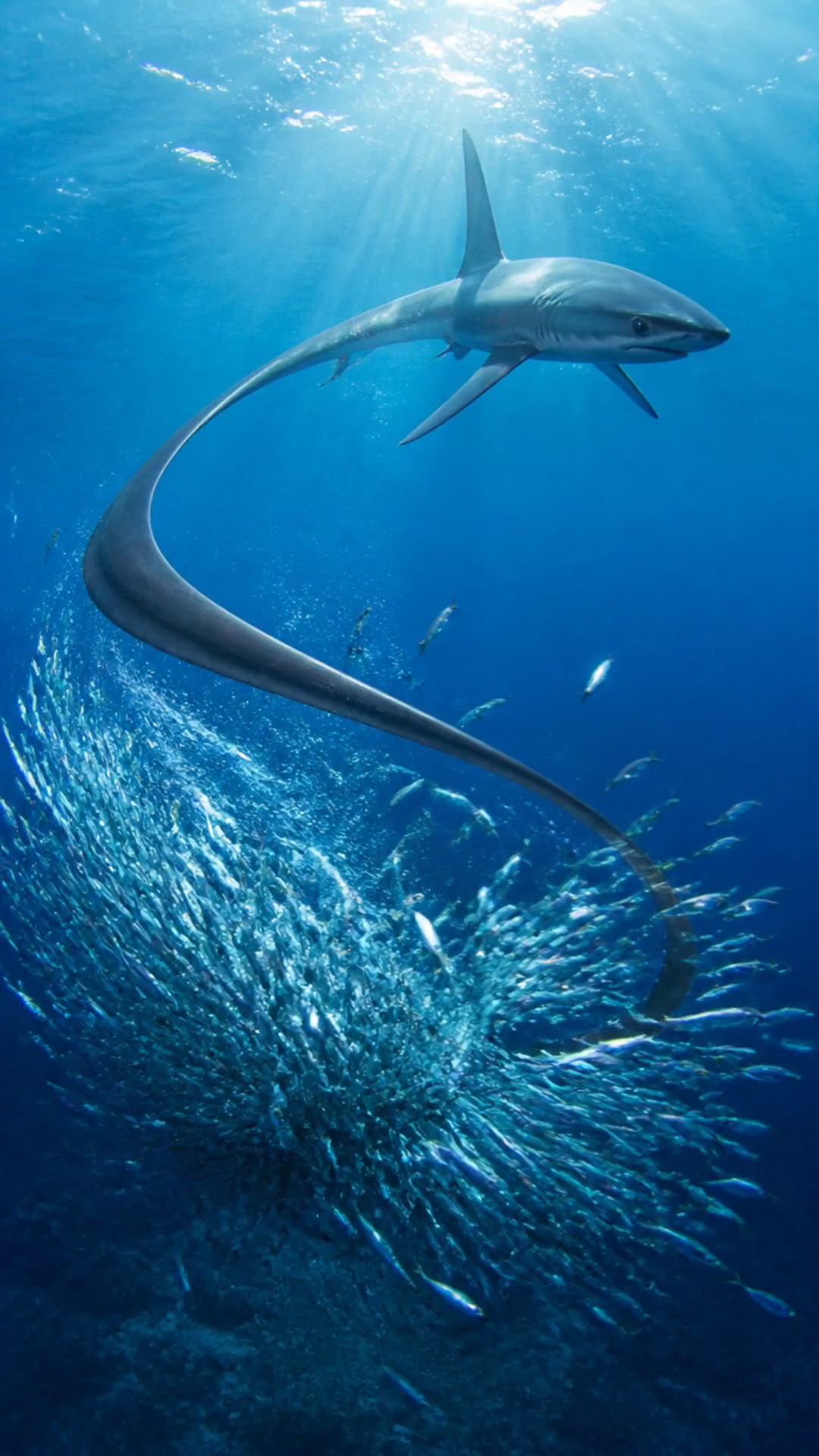 THIS SHARK USES A WHIP?!