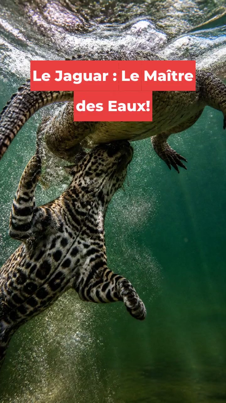 Le Jaguar : Le Maître des Eaux!