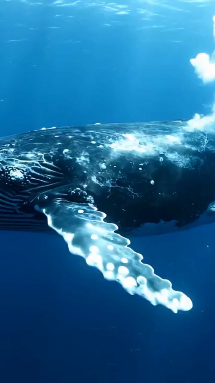 Urgence : Protéger les baleines des chasseurs !