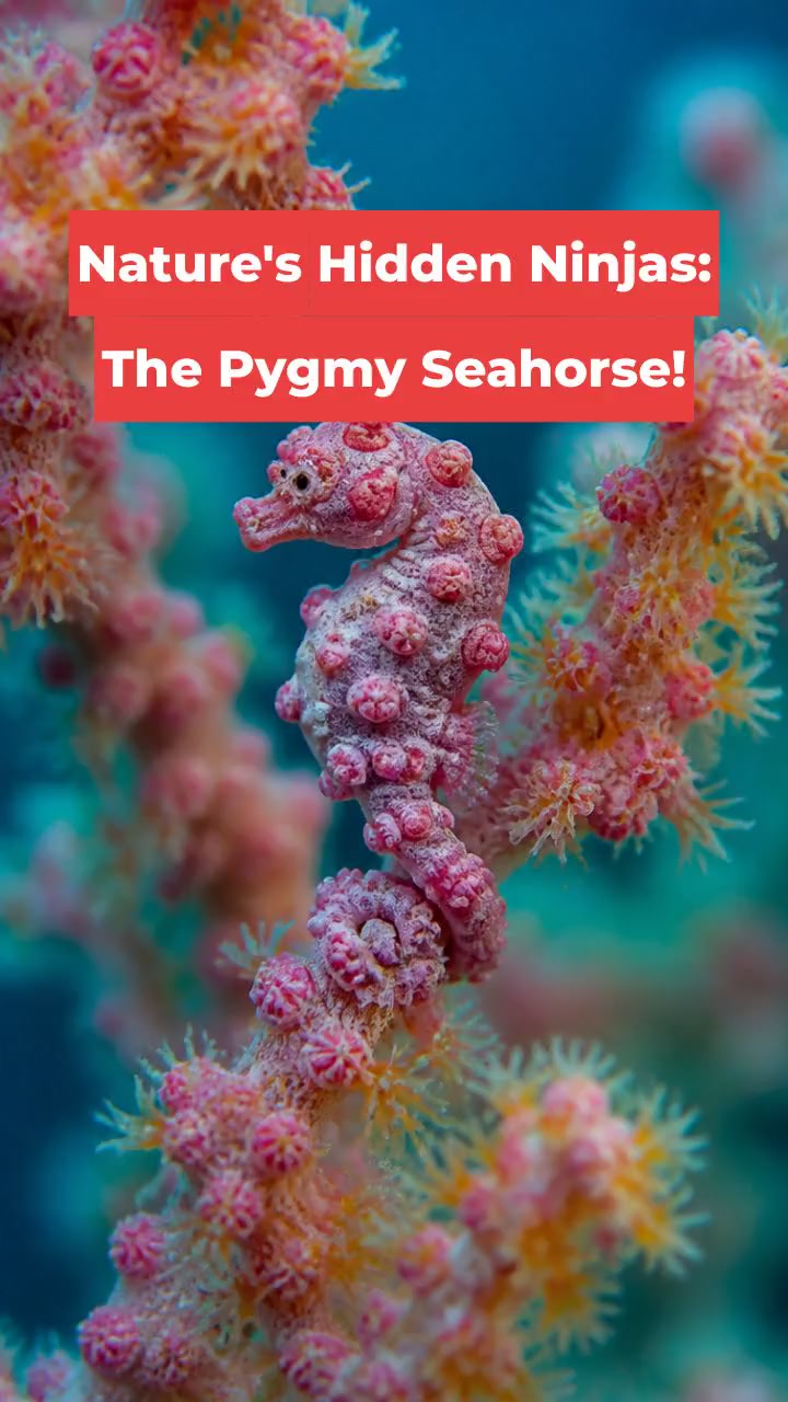 Nature's Hidden Ninjas: The Pygmy Seahorse!