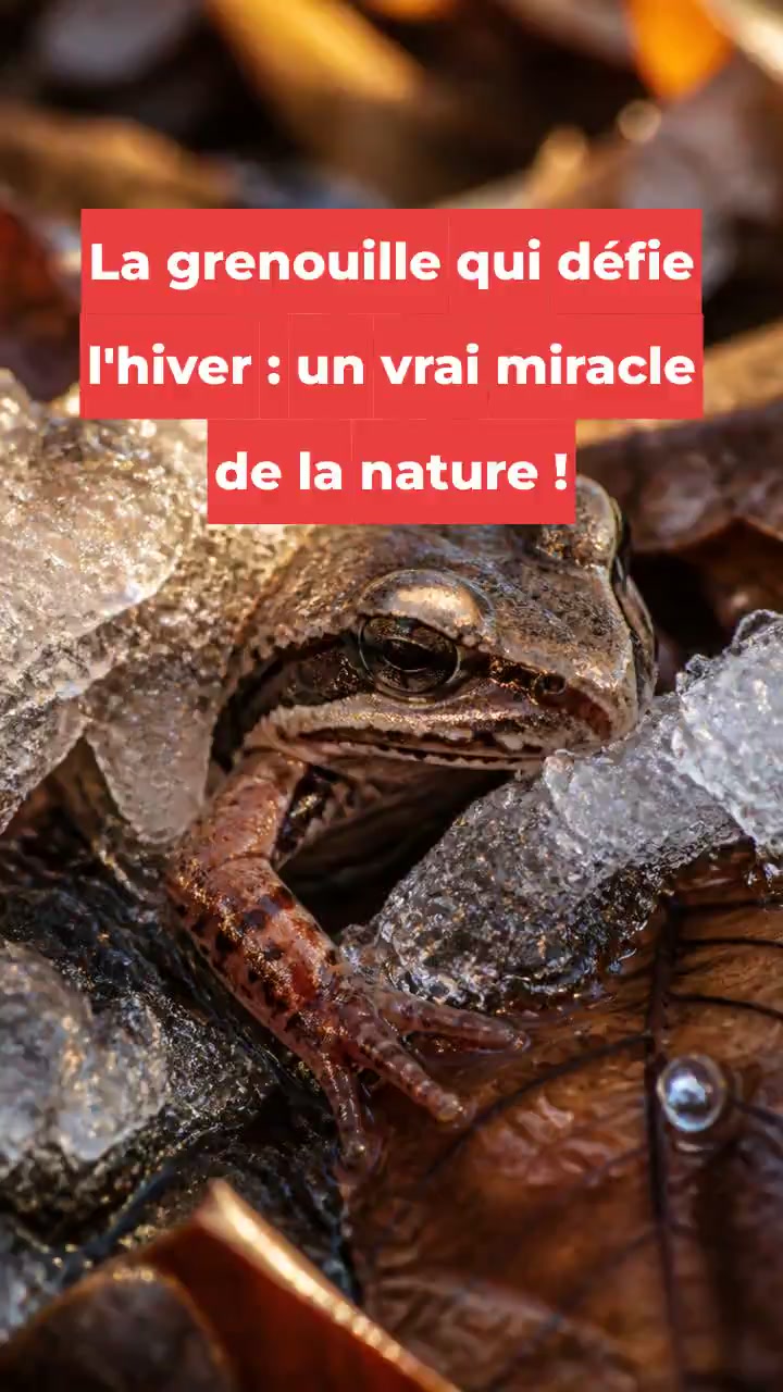 La grenouille qui défie l'hiver : un vrai miracle de la nature !