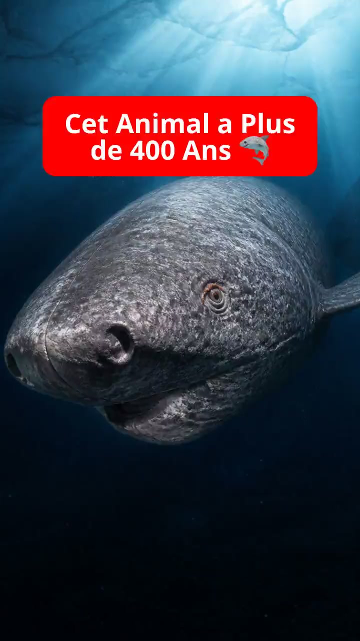 Le requin du Groenland : un ancêtre vivant de 400 ans !
